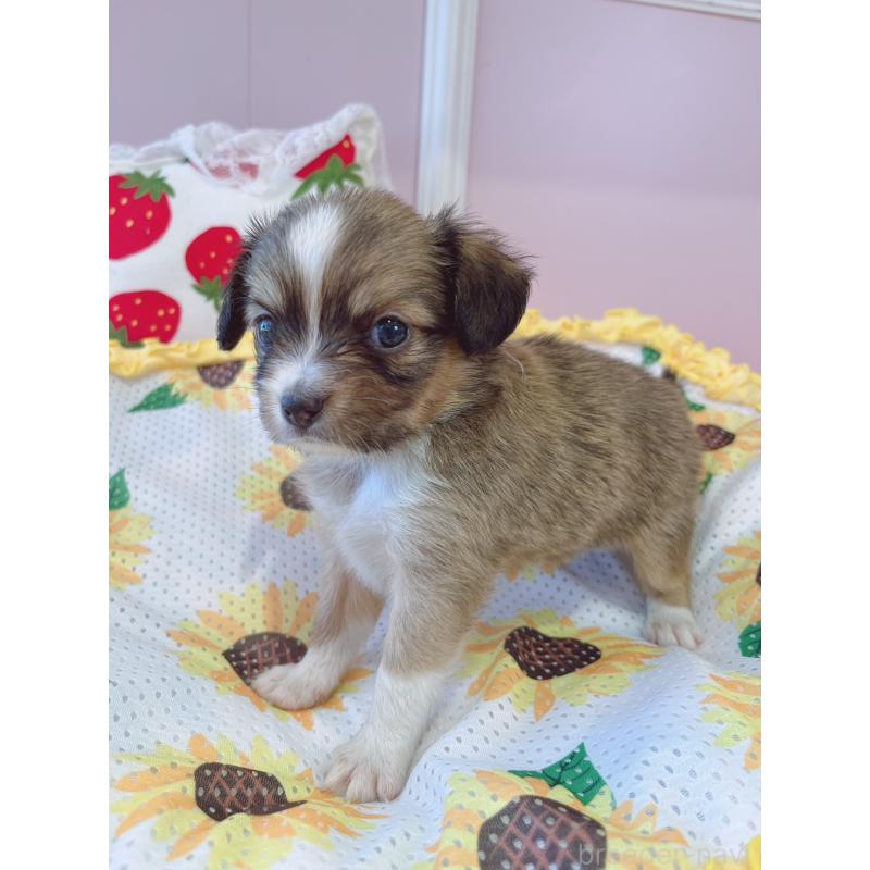 販売中の広島県のミックス犬-402150の3枚目