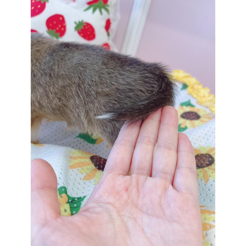 販売中の広島県のミックス犬-402150の2枚目