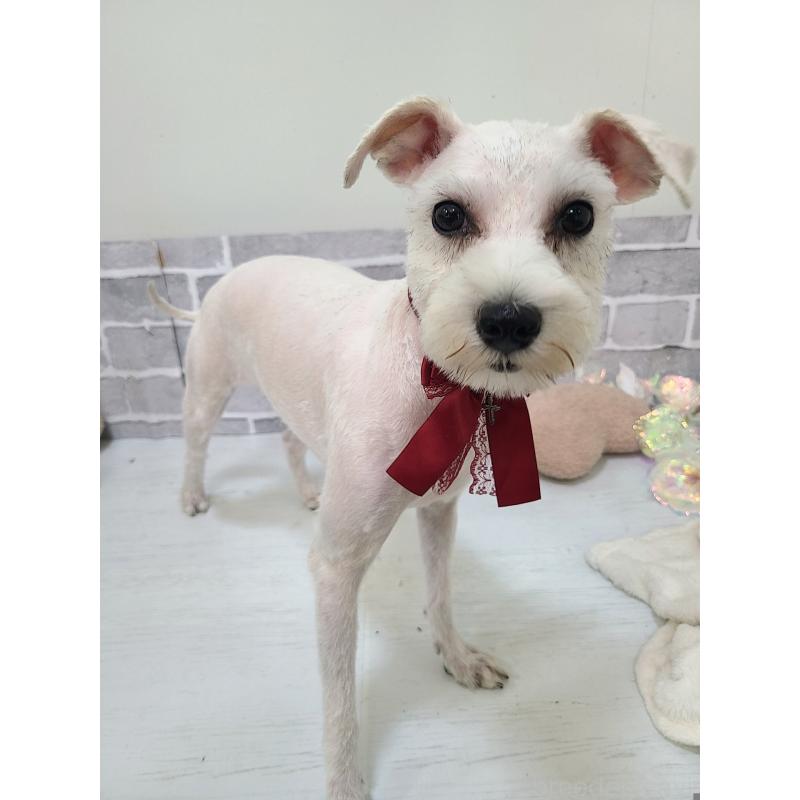 販売中の東京都のミックス犬-319293の17枚目