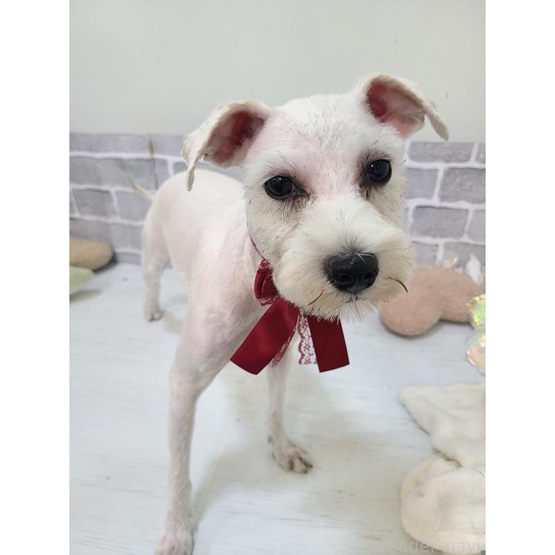 販売中の東京都のミックス犬-319293の16枚目