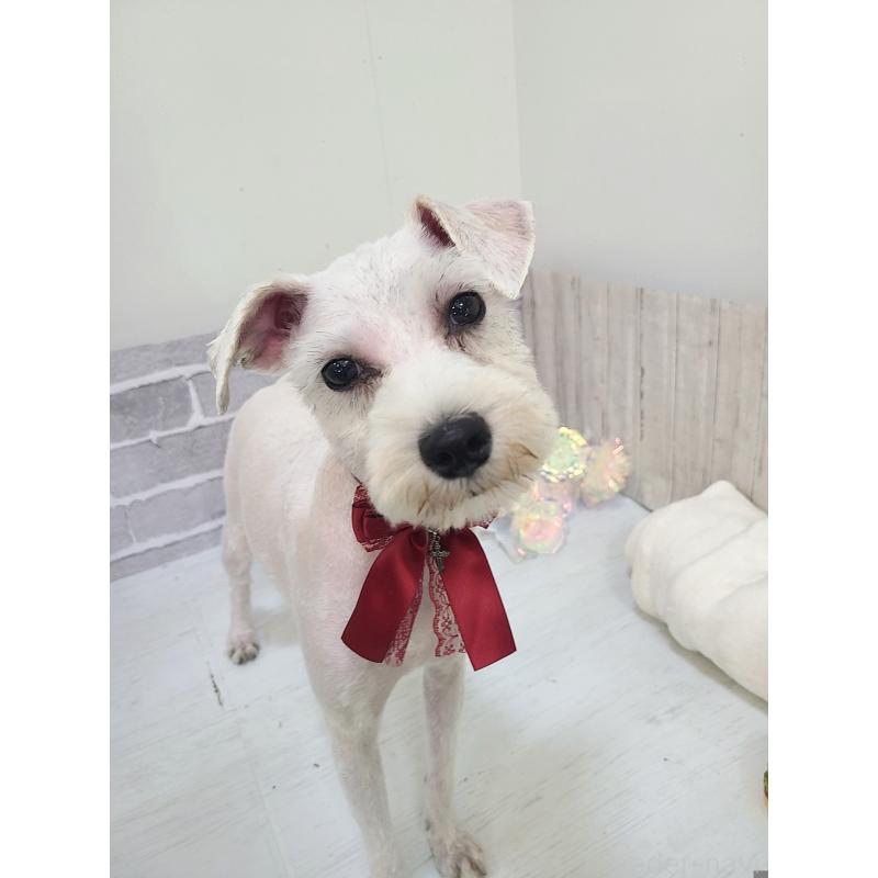販売中の東京都のミックス犬-319293の14枚目