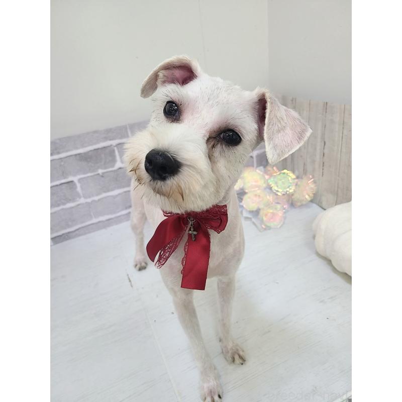 販売中の東京都のミックス犬-319293の13枚目