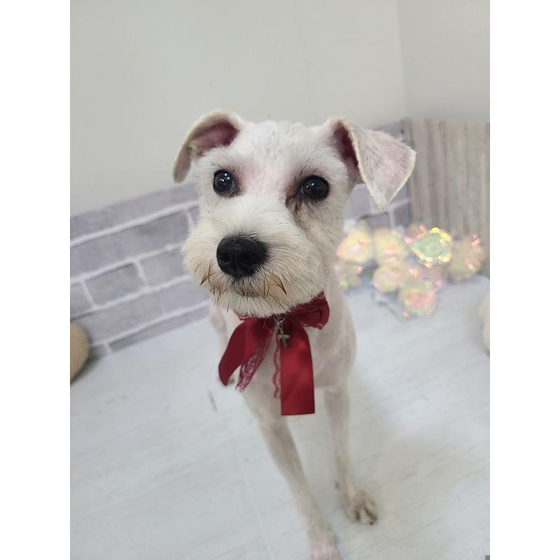 販売中の東京都のミックス犬-319293の12枚目