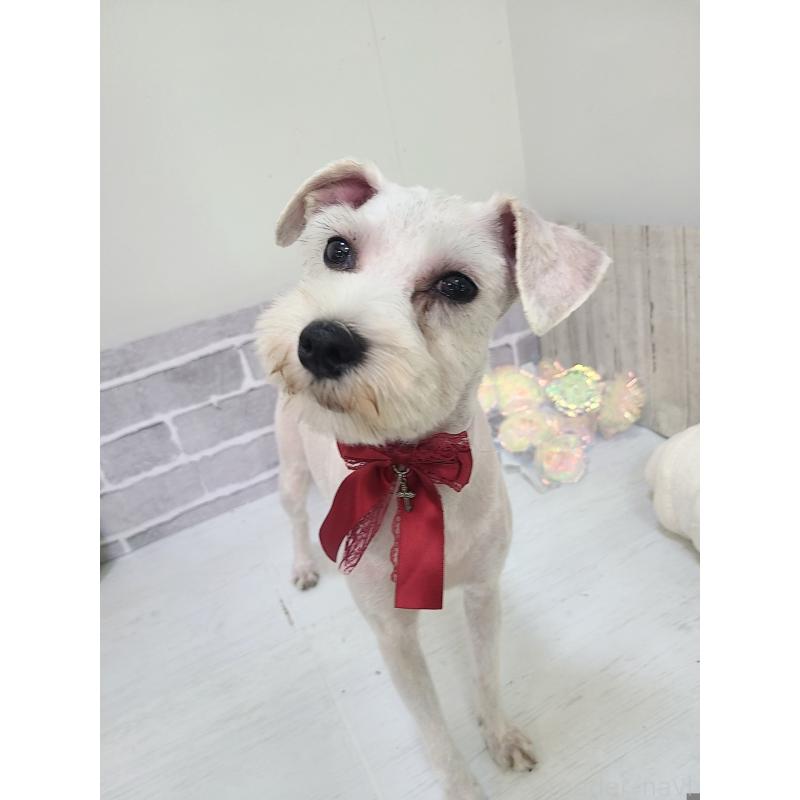 販売中の東京都のミックス犬-319293の11枚目
