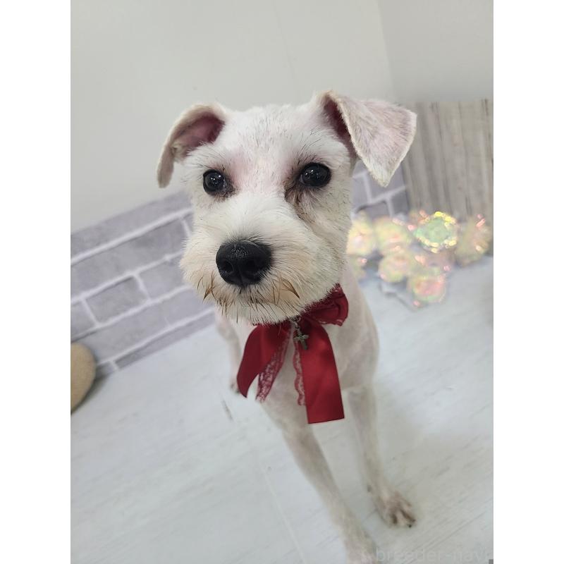 販売中の東京都のミックス犬-319293の10枚目