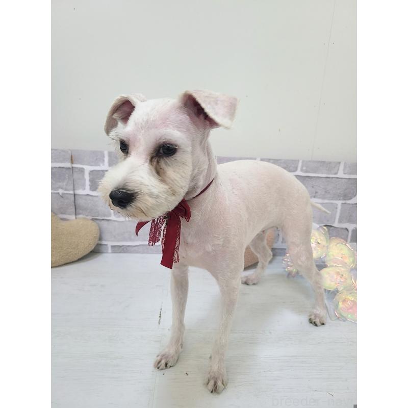 販売中の東京都のミックス犬-319293の9枚目