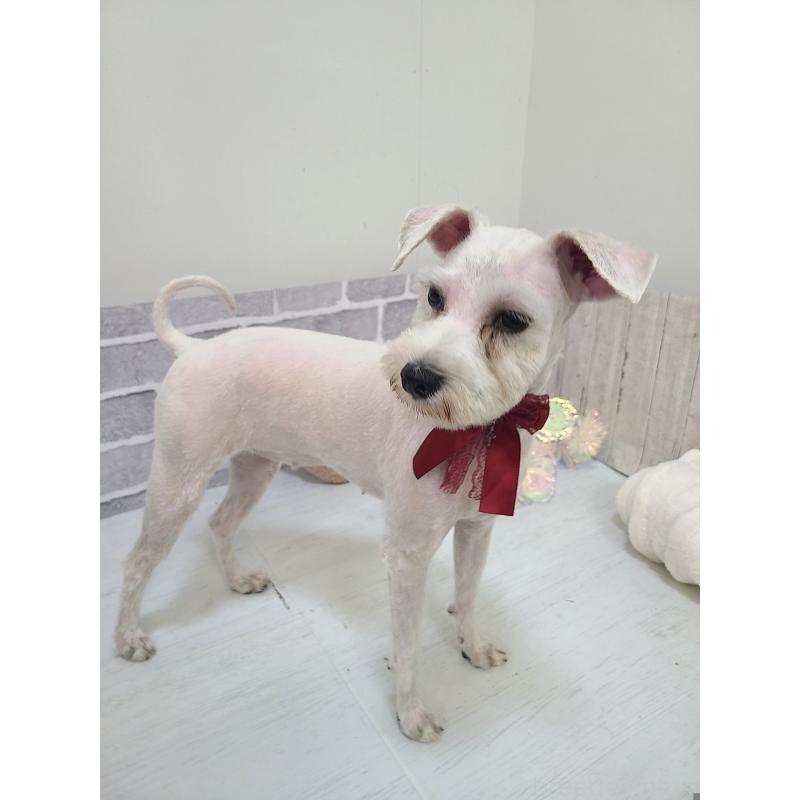 販売中の東京都のミックス犬-319293の8枚目