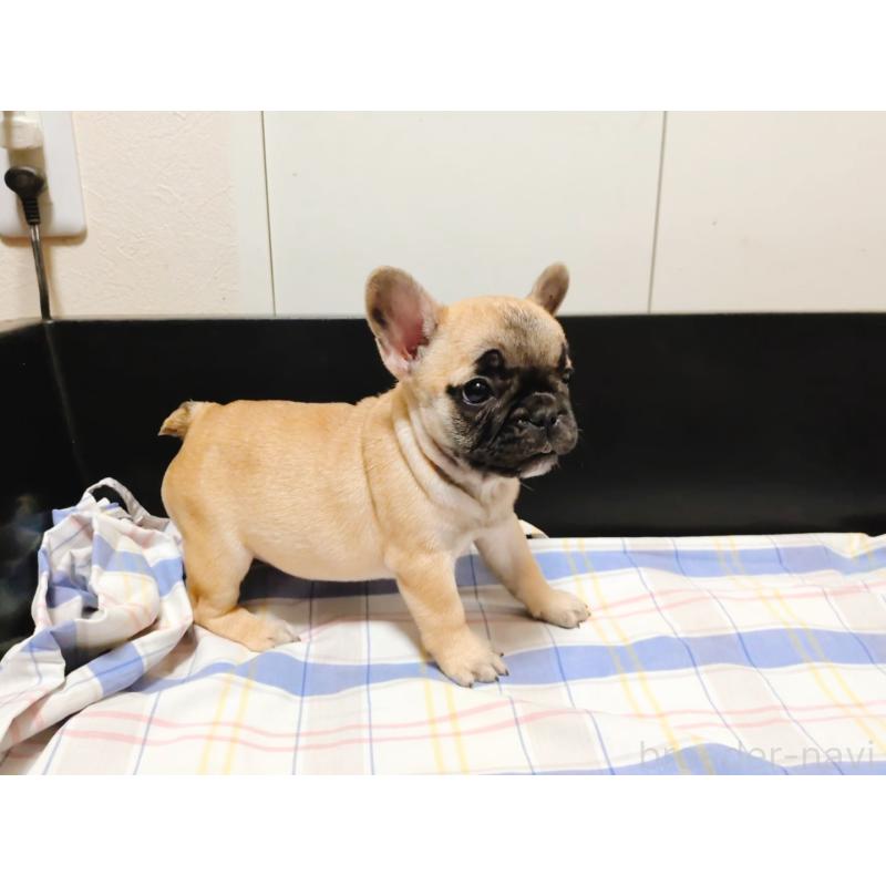 販売中の沖縄県のフレンチブルドッグ-402159の6枚目