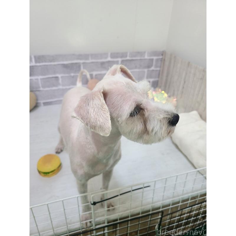 販売中の東京都のミックス犬-319293の7枚目