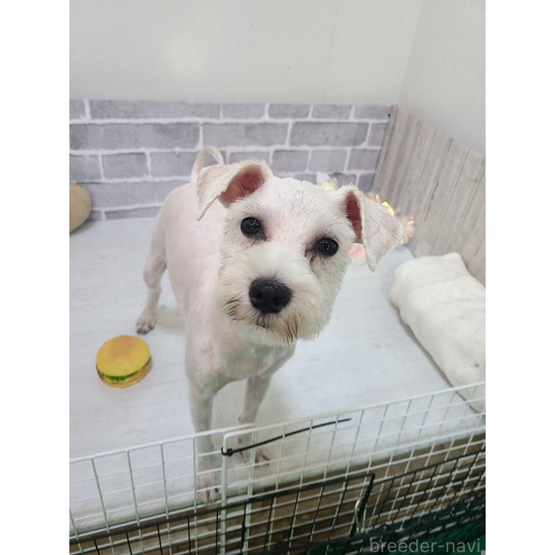 販売中の東京都のミックス犬-319293の6枚目