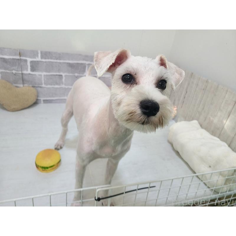 販売中の東京都のミックス犬-319293の5枚目