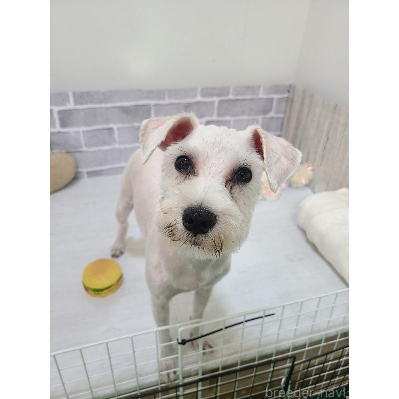 販売中の東京都のミックス犬-319293の4枚目
