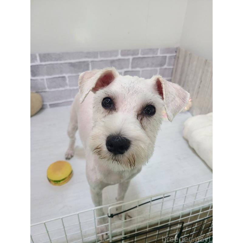 販売中の東京都のミックス犬-319293の3枚目