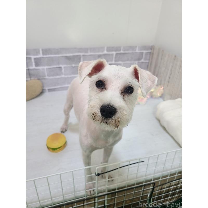 販売中の東京都のミックス犬-319293の2枚目
