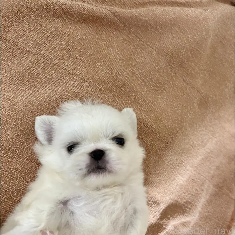 販売中の埼玉県のペキニーズ-402158