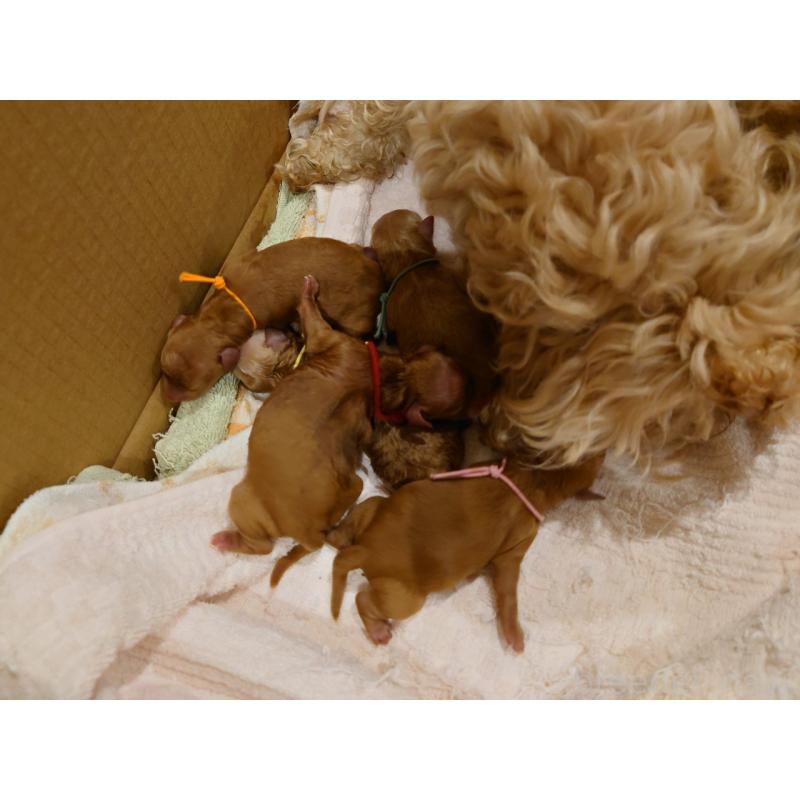 販売中の北海道のミックス犬-402181の4枚目