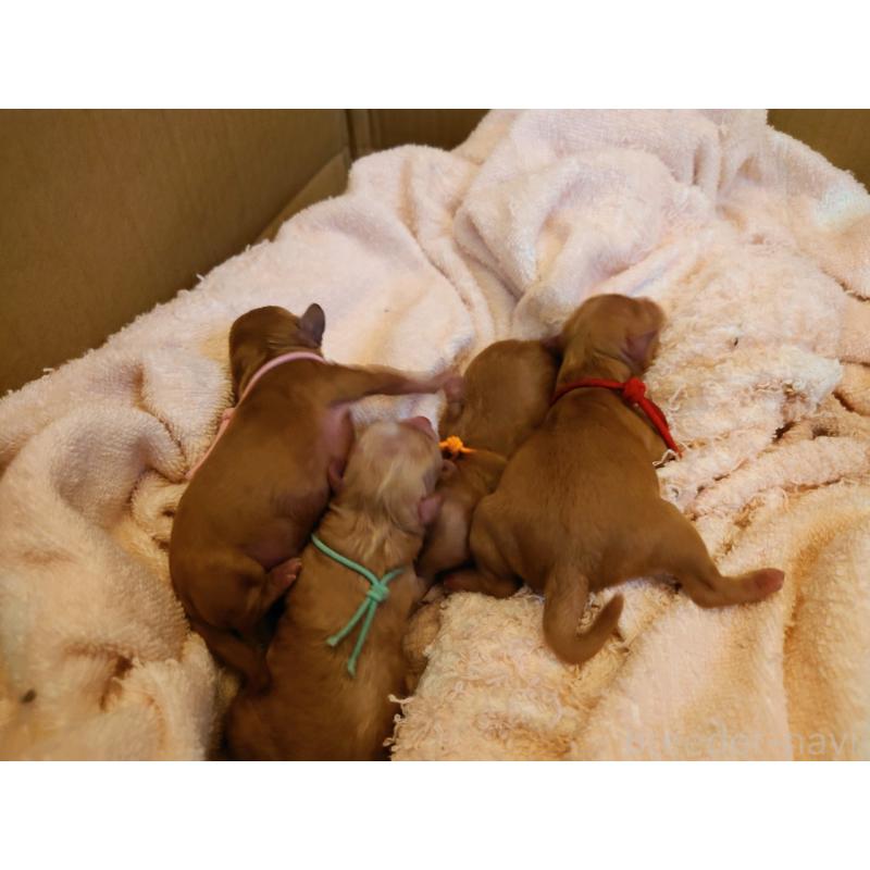 販売中の北海道のミックス犬-402181の3枚目