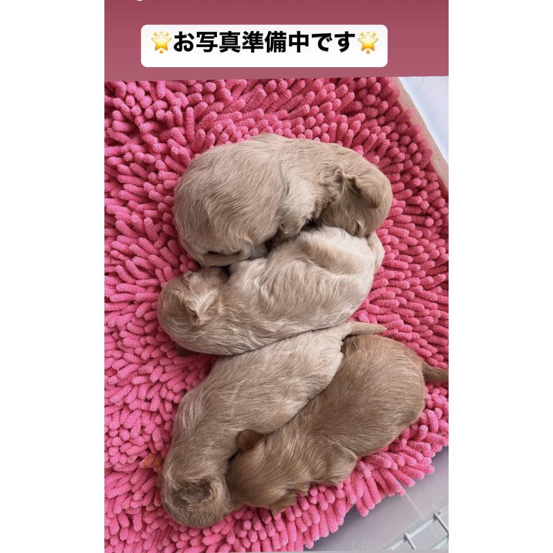 販売中の福岡県のマルプー:マルチーズ×トイプードル-402195の10枚目