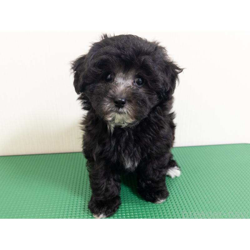販売中の神奈川県のマルプー:マルチーズ×トイプードル-402378の2枚目