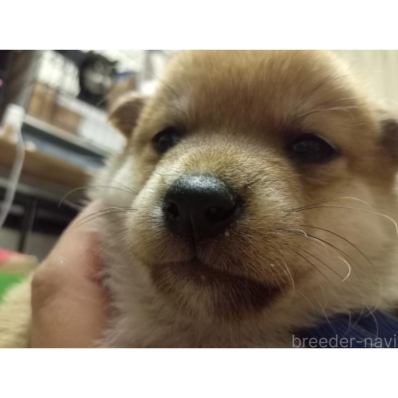 成約済の熊本県の豆柴-399971の8枚目