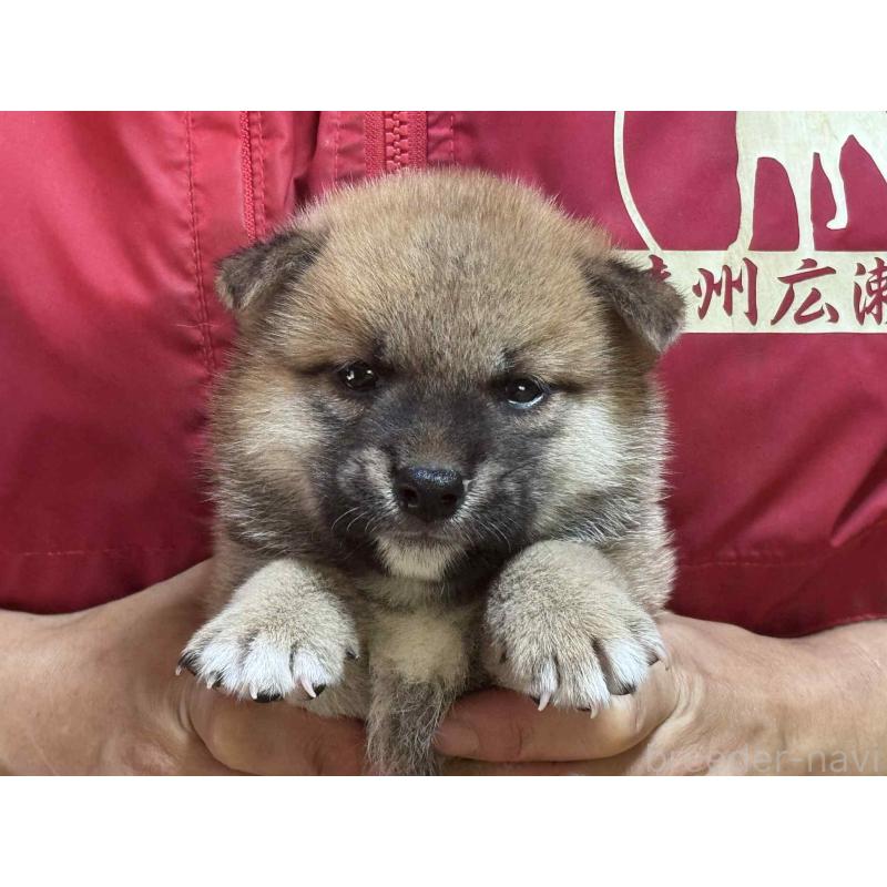成約済の千葉県の柴犬-396312の3枚目