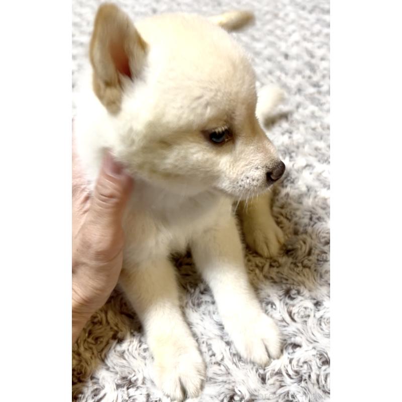 販売中の奈良県の豆柴-402224の14枚目