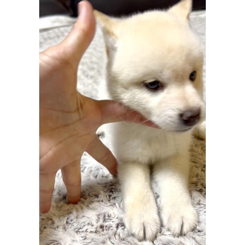 販売中の奈良県の豆柴-402224の9枚目