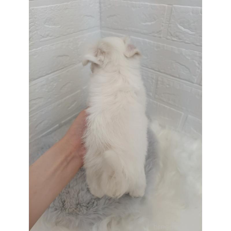 販売中の岡山県のマルチーズ-402004の14枚目