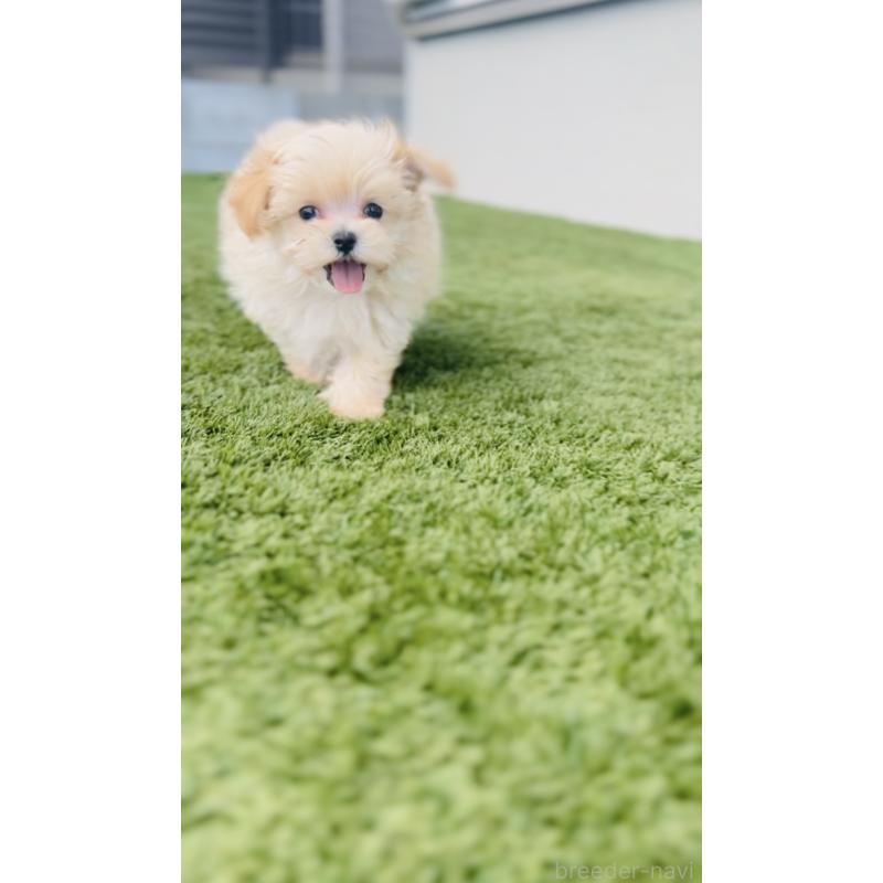 成約済の福岡県のミックス犬-402005の8枚目