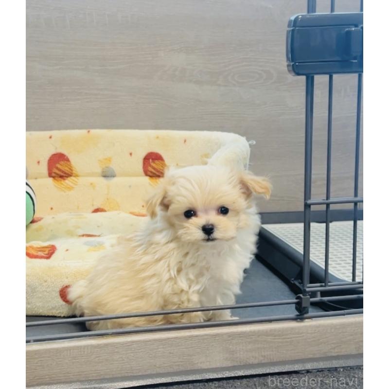 成約済の福岡県のミックス犬-402005の7枚目