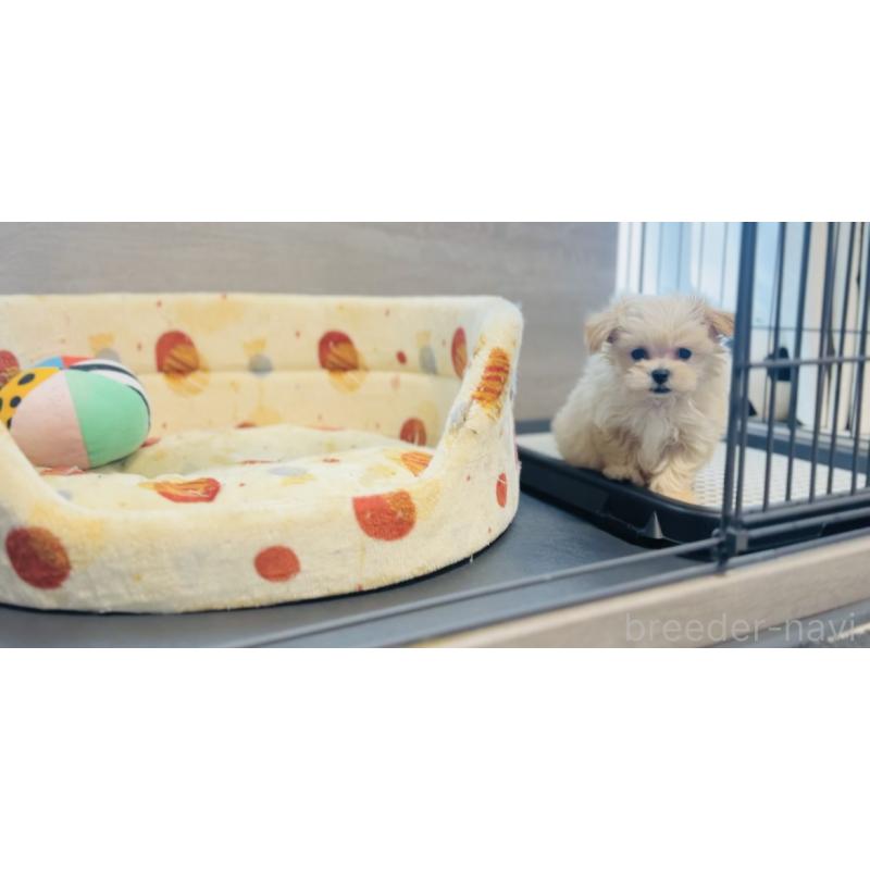 成約済の福岡県のミックス犬-402005の6枚目