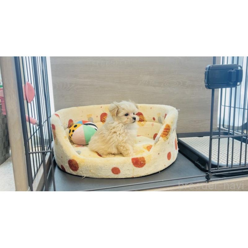 成約済の福岡県のミックス犬-402005の5枚目