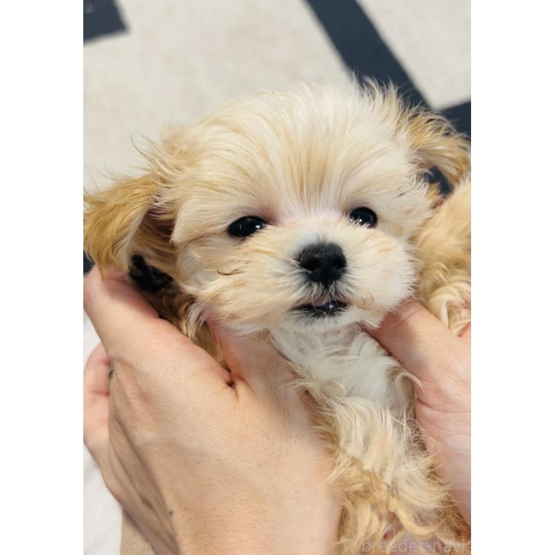 成約済の福岡県のミックス犬-402005の3枚目