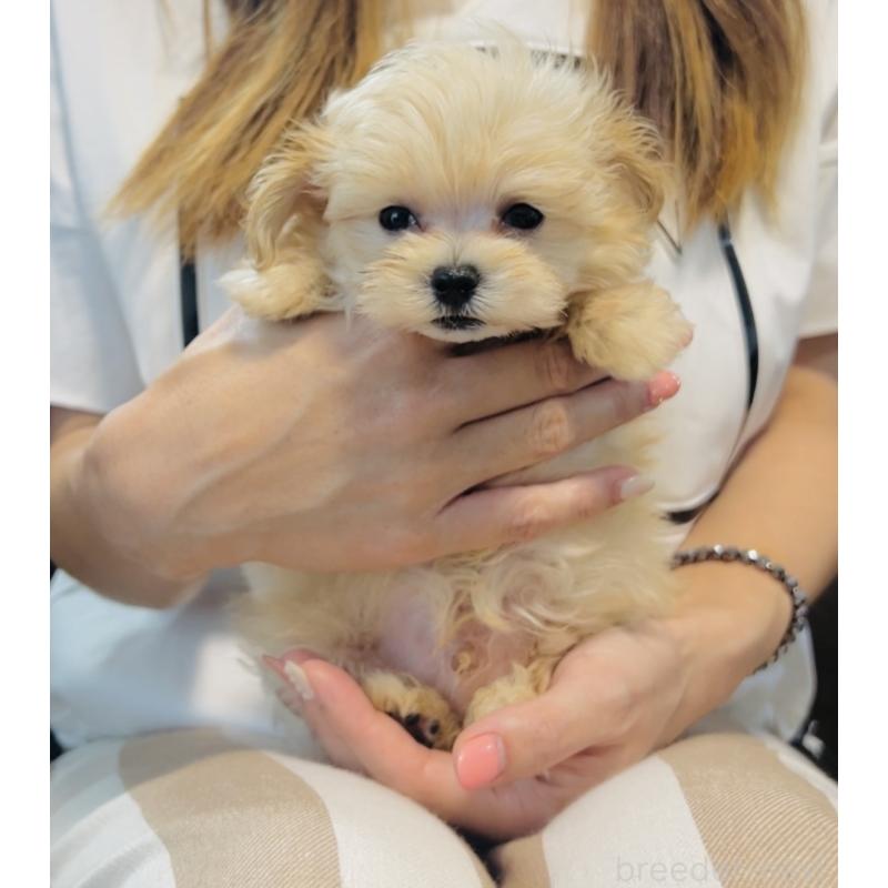 成約済の福岡県のミックス犬-402005の2枚目