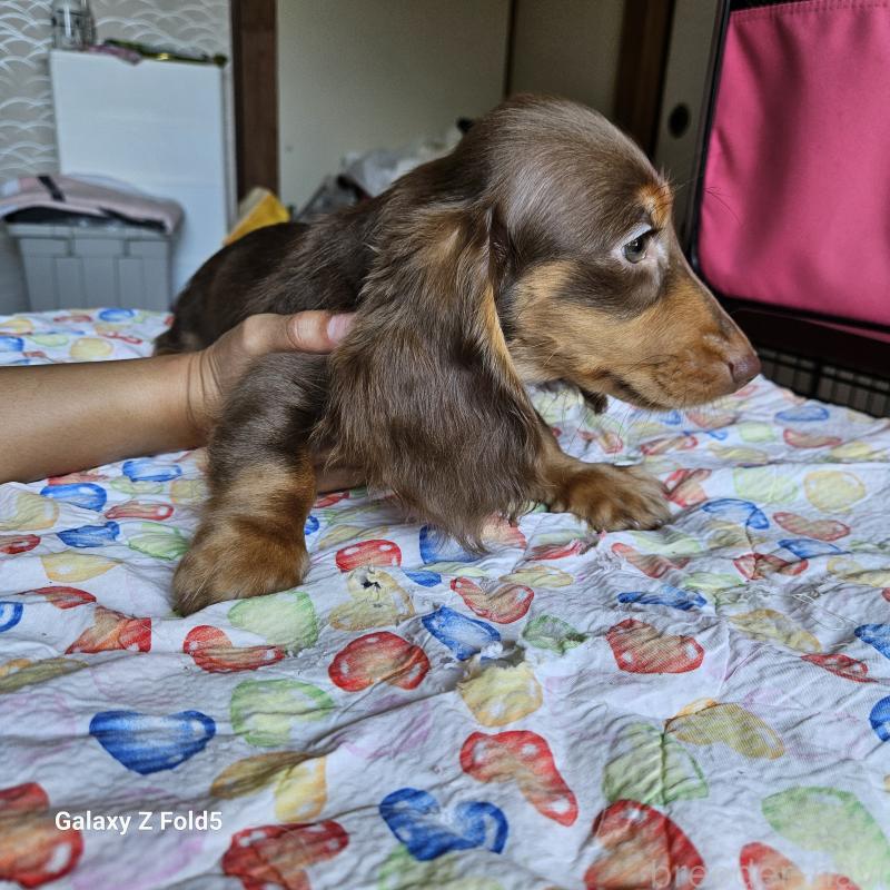 販売中の愛知県のミニチュアダックスフンド(ロングヘアード)-383940の4枚目