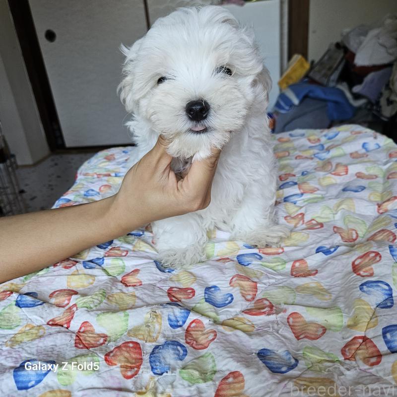販売中の愛知県のマルチーズ-391759の2枚目