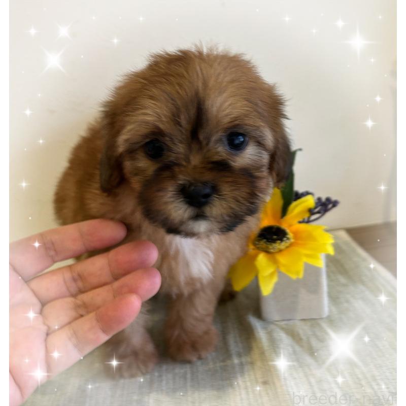 商談中の愛媛県のミックス犬-397532の6枚目