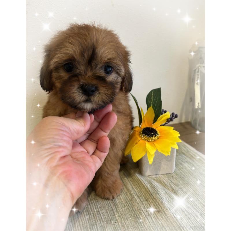 商談中の愛媛県のミックス犬-397532の5枚目