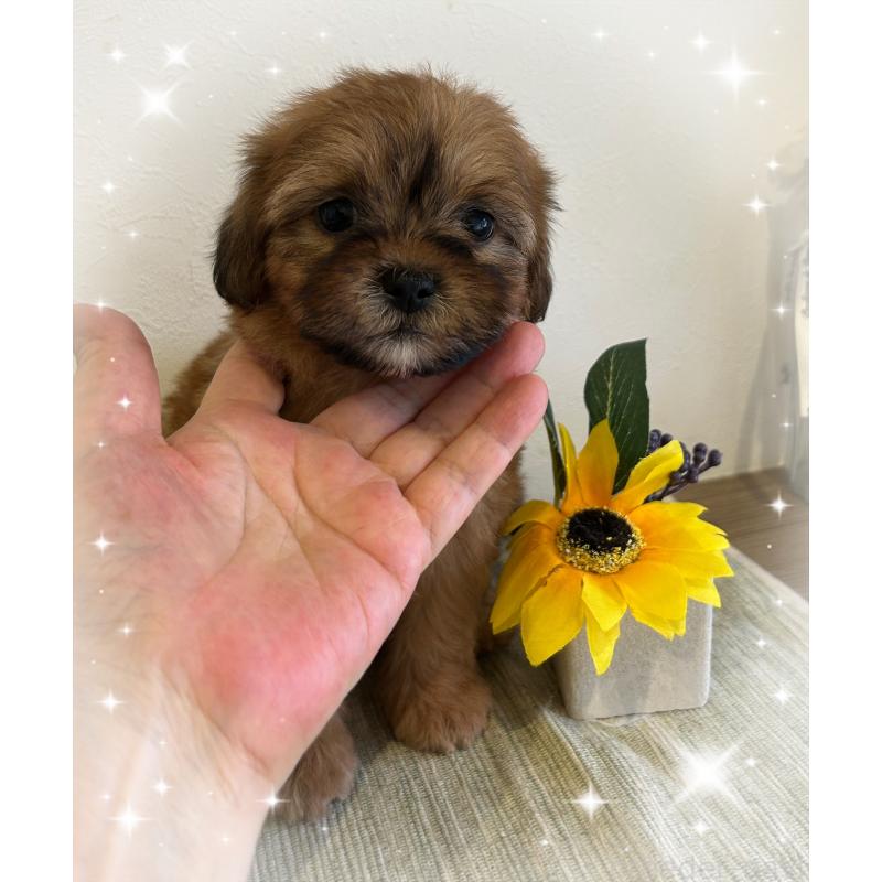 商談中の愛媛県のミックス犬-397532の4枚目