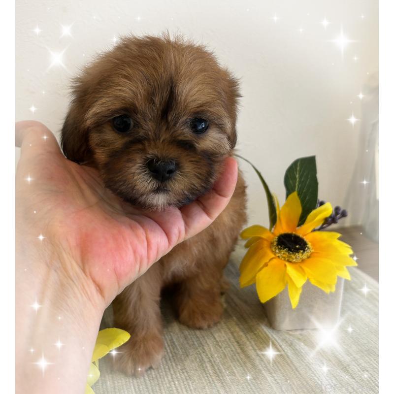 商談中の愛媛県のミックス犬-397532の3枚目