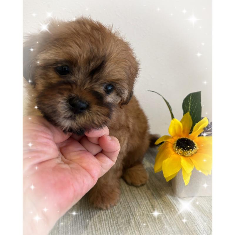 商談中の愛媛県のミックス犬-397532の2枚目