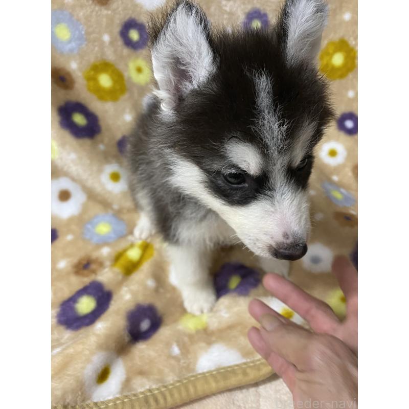販売中の静岡県のシベリアンハスキー-402234の2枚目