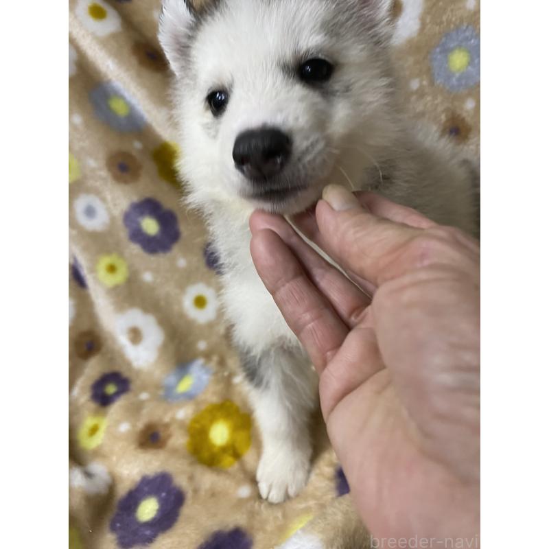 商談中の静岡県のシベリアンハスキー-402235の3枚目