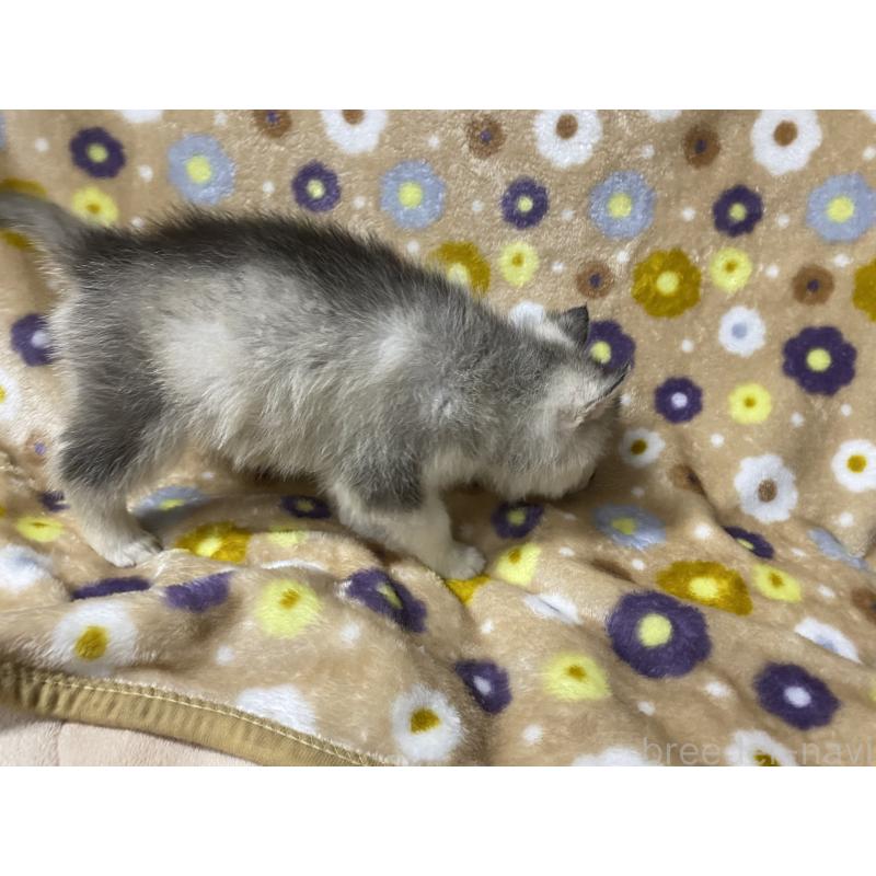 商談中の静岡県のシベリアンハスキー-402235の2枚目