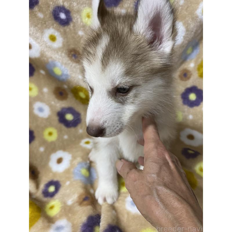 販売中の静岡県のシベリアンハスキー-402237の3枚目