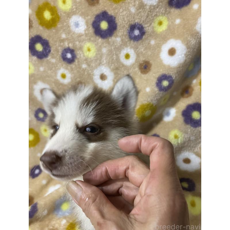 販売中の静岡県のシベリアンハスキー-402238の3枚目