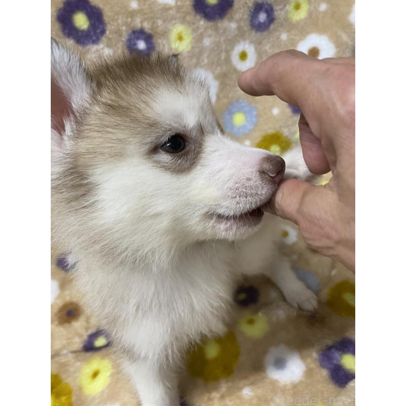 販売中の静岡県のシベリアンハスキー-402241の2枚目
