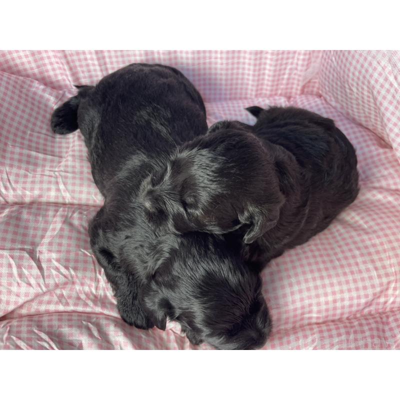 販売中の神奈川県のミックス犬-402262の6枚目