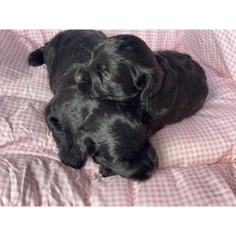販売中の神奈川県のミックス犬-402263の6枚目