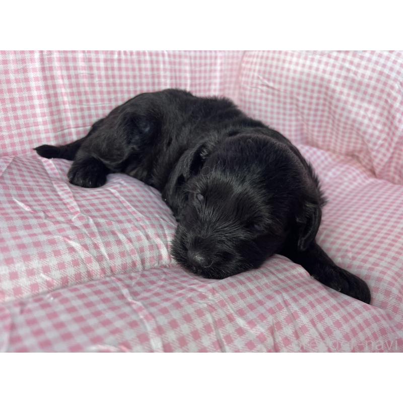 販売中の神奈川県のミックス犬-402263の3枚目